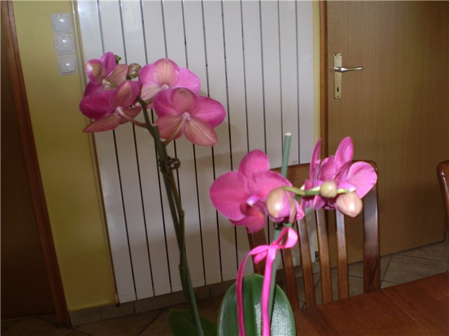 orhideja